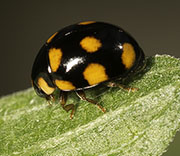 Insects